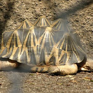 Madagascar Radiated Tortoise