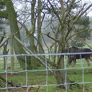 the one and only new animal out on display yesterday