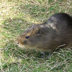 Greater Guinea Pig