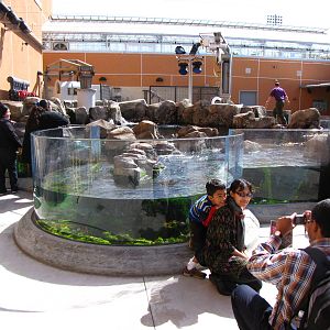 Kelp Forest Above Surface