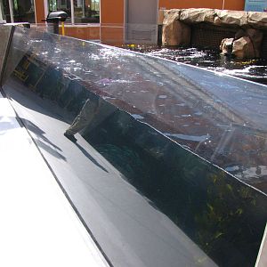 Kelp Forest Above Surface