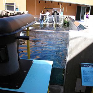 Kelp Forest Above Surface