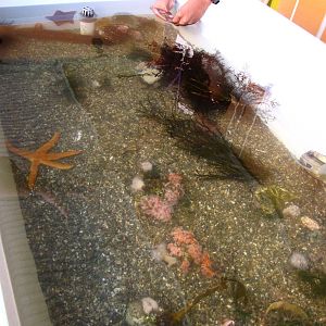 Touch Tank