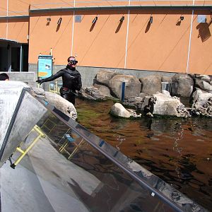 Kelp Forest Above Surface