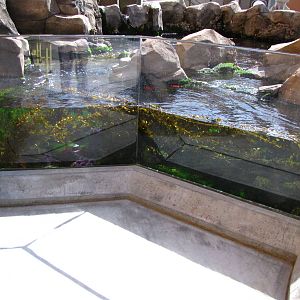 Kelp Forest Above Surface