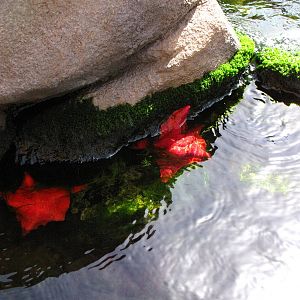 Kelp Forest Above Surface
