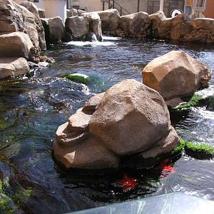Kelp Forest Above Surface