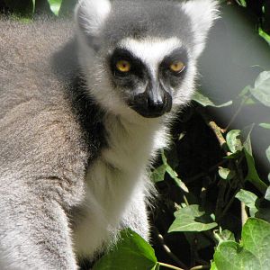 Ring-tailed Lemur