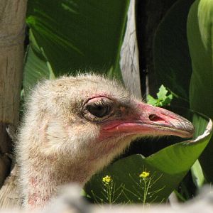 Ostrich