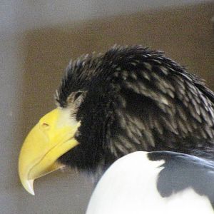 Steller's Sea Eagle