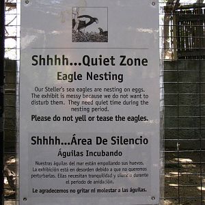 The Steller's Sea Eagles Are Nesting Again