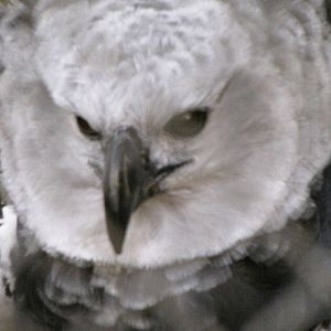 Harpy Eagle