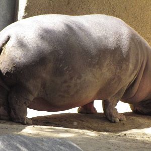 Hippopotamus