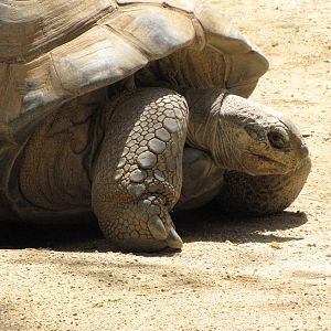 Aldabra Tortoise