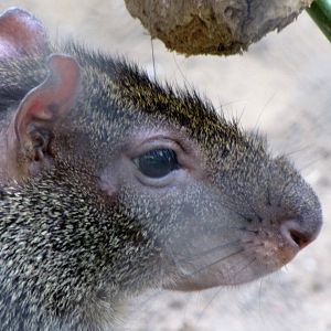 Red-rumped Agouti