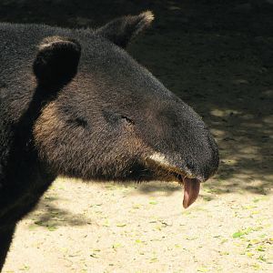 Mountain Tapir