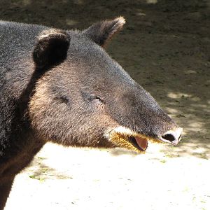 Mountain Tapir