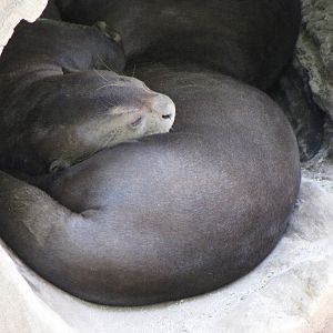 Giant Otters