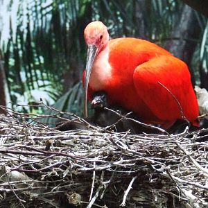 Scarlet Ibis with chick