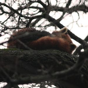 Red Panda
