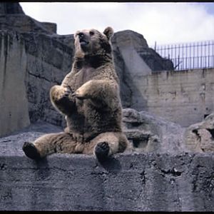 Brown Bear at London Zoo- Mappin Terraces