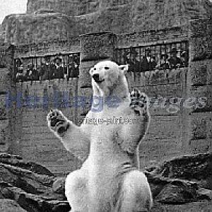 Polar Bear at London Zoo- Mappin Terraces