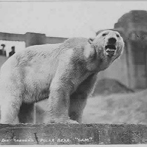 Polar Bear (Sam) at London Zoo- Mappin Terraces