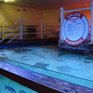 Ray tank at Blackpool SeaLife Centre 27/03/10