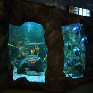 Tropical tank at Blackpool SeaLife Centre 27/03/10