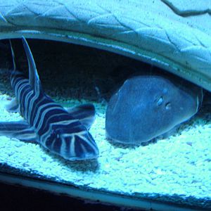 Sharks at Blackpool SeaLife Centre 27/03/10