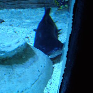 Shark at Blackpool SeaLife Centre 27/03/10