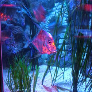Indian Threadfin at Blackpool SeaLife Centre 27/03/10
