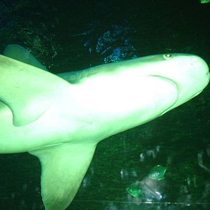Sandbar Shark at Blackpool SeaLife Centre 27/03/10