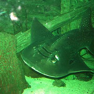 Bowmouth Guitarfish at Blackpool SeaLife Centre 27/03/10