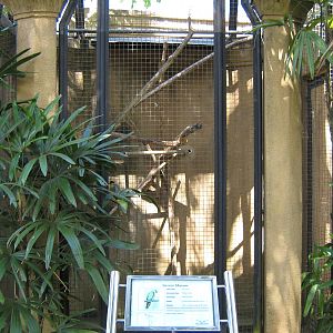 aviary for severe macaw (Ara severus)