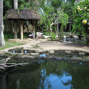 flamingo pool