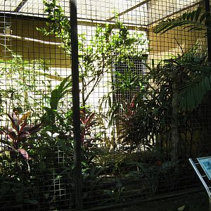 aviary for common kookaburra (Dacelo novaeguineae)