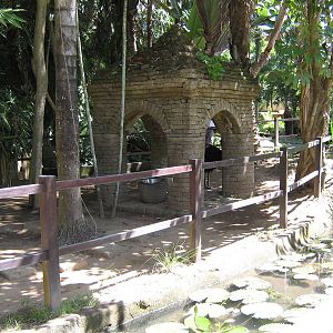 pen for single-wattled cassowary (Casuarius unappendiculatus)
