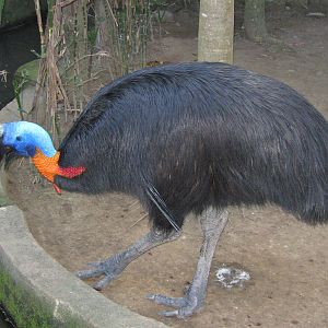 single-wattled cassowary (Casuarius unappendiculatus)