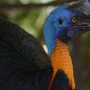 single-wattled cassowary (Casuarius unappendiculatus)