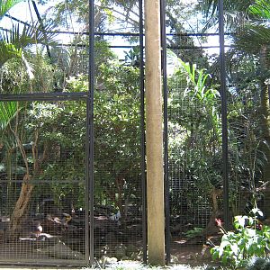 part of the large Asian aviary