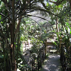 inside the walk-through Papuan Aviary