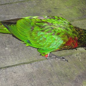 yellow-streaked lory (Chalcopsitta scintillata)