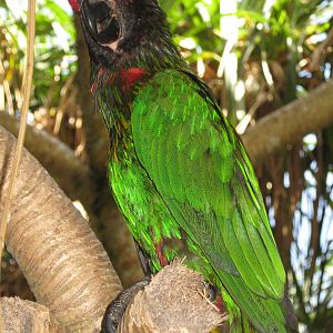 yellow-streaked lory (Chalcopsitta scintillata)