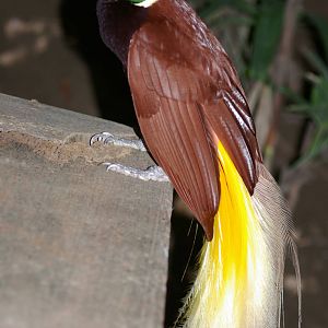 greater bird-of-paradise (Paradisaea apoda)