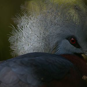 Scheepmaker's crowned pigeon (Goura scheepmakeri)