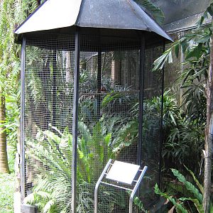aviary for king bird-of-paradise (Cicinnurus regius)