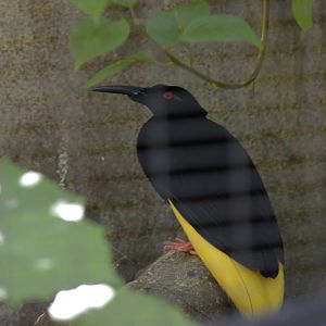 twelve-wired bird-of-paradise (Seleucidis melanoleuca)