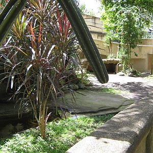 Komodo dragon enclosure