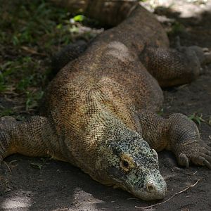 Komodo dragon